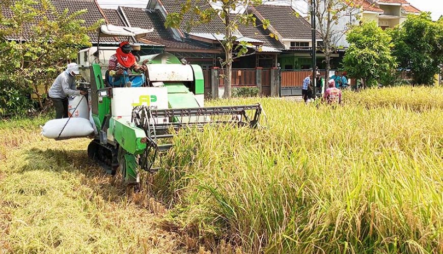 Gandeng Perpadi, JATAM Cabang Prambanan Kembangkan Padi Rojolele 