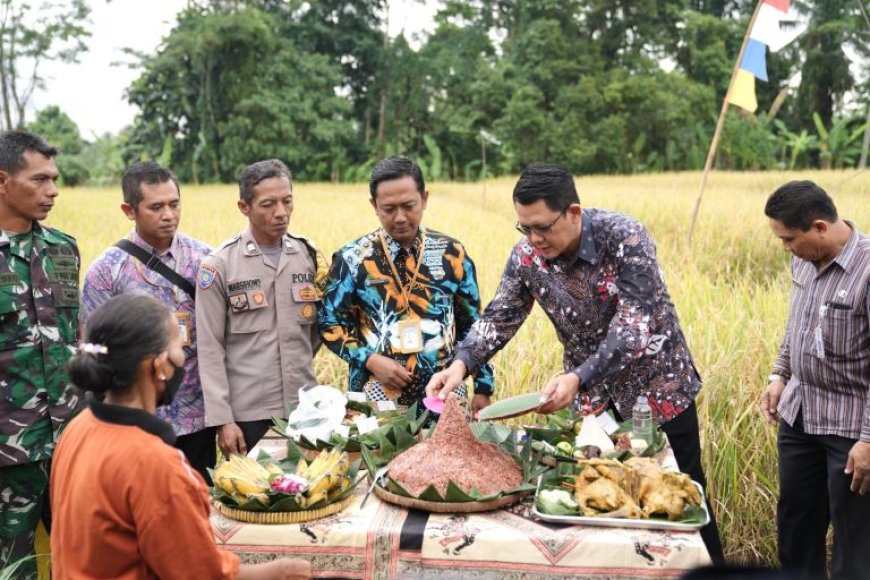 Gapoktan Lestari Mulyo Sleman Panen Raya Padi Varietas Sembada Merah