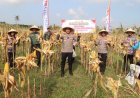 Kapolres Purworejo Pimpin Panen Raya Jagung Dua Hektar