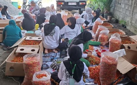 Petani Milenial Sleman Ekspor Perdana Cabai Rawit ke Beberapa Negara Asia