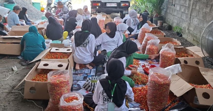 Petani Milenial Sleman Ekspor Perdana Cabai Rawit ke Beberapa Negara Asia
