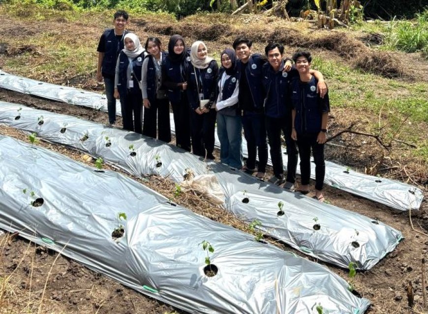 Mahasiswa KKN UNS Bantu Petani di Klaten Tanggulangi Gulma dengan Mulsa