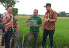 Petani di Desa Jurangjero Klaten Terapkan Teknologi TBS, Efektif Kendalikan Hama Tikus