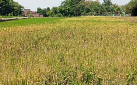 Hama Tikus Merajalela, Padi Ratusan Hektar di Desa Ngering Klaten Gagal Panen