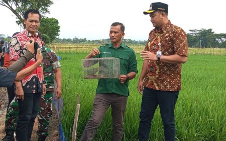 Petani di Desa Jurangjero Klaten Terapkan Teknologi TBS, Efektif Kendalikan Hama Tikus