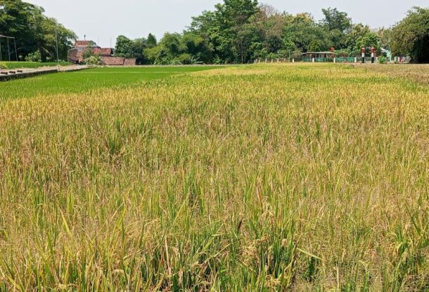 Hama Tikus Merajalela, Padi Ratusan Hektar di Desa Ngering Klaten Gagal Panen