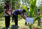 Kelompok Tani Ngudi Mulyo Tanam Kelapa Hibrida