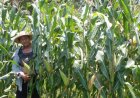 Seruan SPI DIY, Ajak Petani Gabung Koperasi