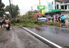 Pohon Perindang Roboh Menimpa Mobil, Pengemudi Selamat