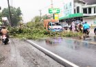 Sopir Syok, Tiba-tiba Pohon Besar Tumbang Menimpa Mobilnya