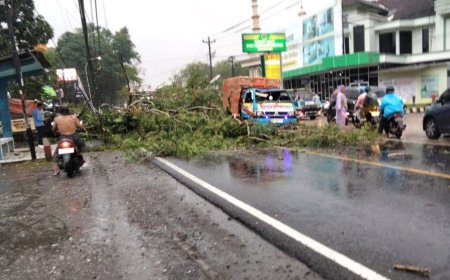 Pohon Perindang Roboh Menimpa Mobil, Pengemudi Selamat