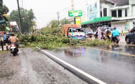 Sopir Syok, Tiba-tiba Pohon Besar Tumbang Menimpa Mobilnya