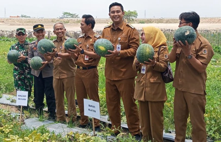Wisata Petik Buah Desa Demakijo Klaten Dipenuhi Pengunjung