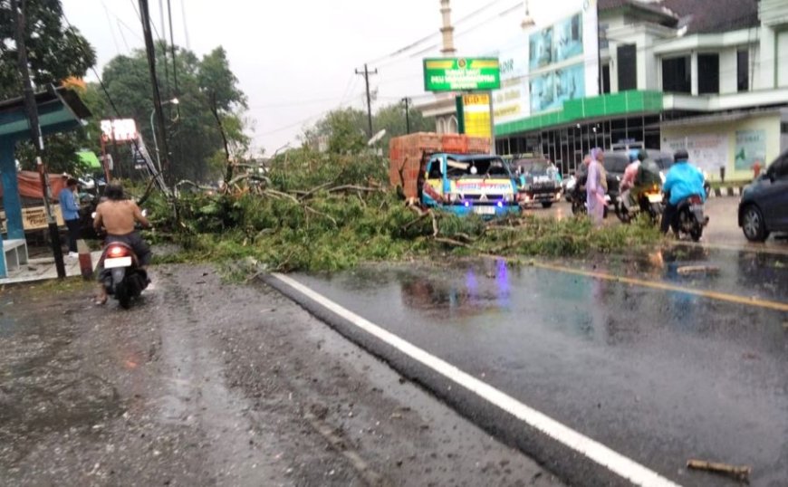 Pohon Perindang Roboh Menimpa Mobil, Pengemudi Selamat