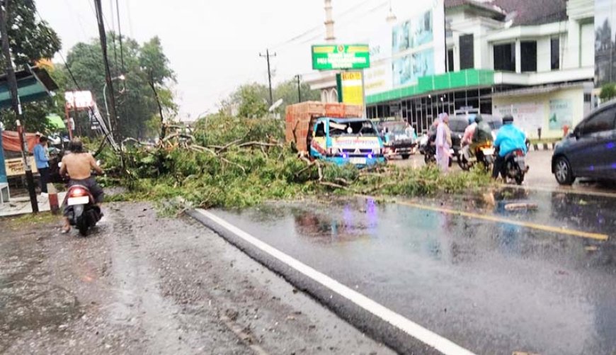 Sopir Syok, Tiba-tiba Pohon Besar Tumbang Menimpa Mobilnya