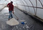 Pantai Selatan Bantul Menghasilkan Garam Berkualitas