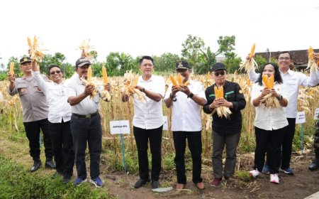 Kelompok Tani Ngudi Rejeki Seyegan Panen Jagung