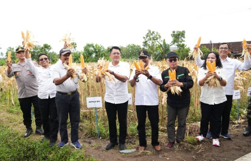 Kelompok Tani Ngudi Rejeki Seyegan Panen Jagung