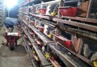 Peternak Burung Puyuh di Kebumen Belum Mampu Memenuhi Kebutuhan Telur MBG
