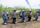 Wakil Bupati Sleman Tanam Tebu di Lahan Produktif Lanud Adisutjipto
