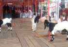 Kontes Kambing Peranakan Etawa Piala Bupati Bantul Diikuti 300 Peserta