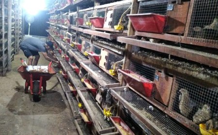Peternak Burung Puyuh di Kebumen Belum Mampu Memenuhi Kebutuhan Telur MBG