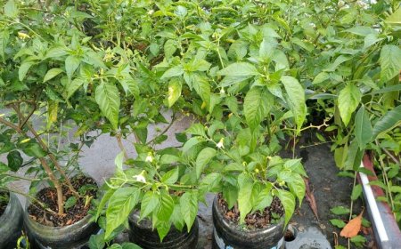 Rontok Sebelum Panen, Harga Cabai Naik Berlipat
