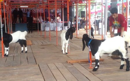Kontes Kambing Peranakan Etawa Piala Bupati Bantul Diikuti 300 Peserta