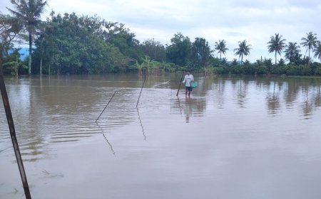 Banjir di Desa Wingko Sanggrahan Purworejo Merendam Sawah Enam Hektar