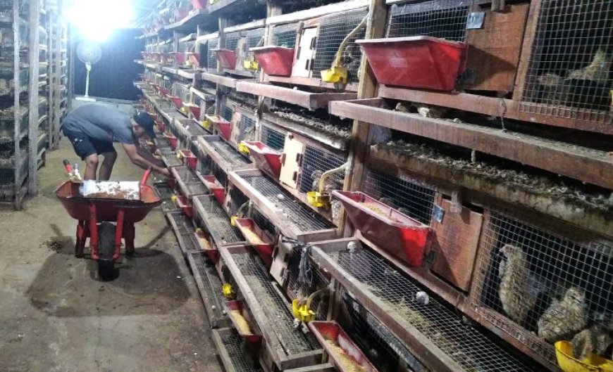 Peternak Burung Puyuh di Kebumen Belum Mampu Memenuhi Kebutuhan Telur MBG