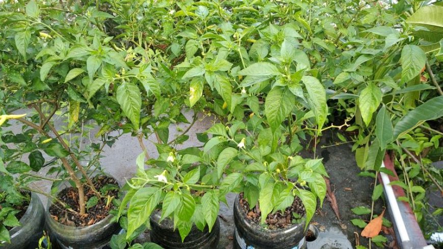 Rontok Sebelum Panen, Harga Cabai Naik Berlipat