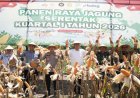 Dari Lahan Setengah Hektar di Cangkringan Hasilkan Empat Ton Jagung