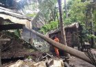 Sebelas Pohon Besar Tumbang Menimpa Rumah di Kebumen