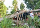 Angin Kencang di Kebumen Menumbangkan Puluhan Pohon