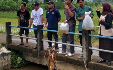 FKMP Tebar Benih Ikan di Saluran Irigasi