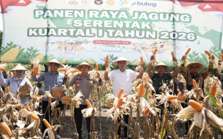 Dari Lahan Setengah Hektar di Cangkringan Hasilkan Empat Ton Jagung