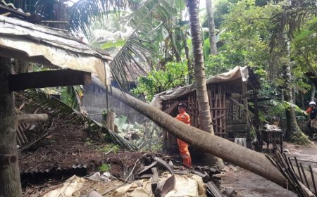 Sebelas Pohon Besar Tumbang Menimpa Rumah di Kebumen