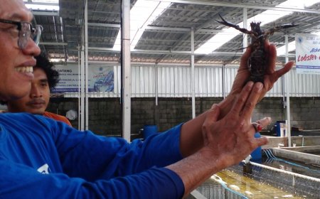 Budi Daya Lobster Air Tawar Menguntungkan, Upaya Baznas Bantul Menekan Kemiskinan