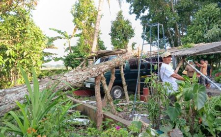 Angin Kencang di Kebumen Menumbangkan Puluhan Pohon