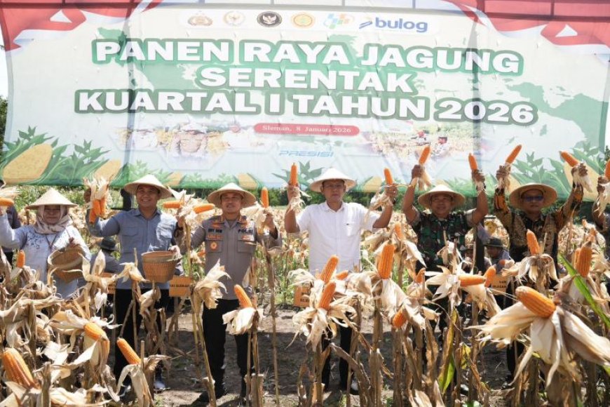 Dari Lahan Setengah Hektar di Cangkringan Hasilkan Empat Ton Jagung