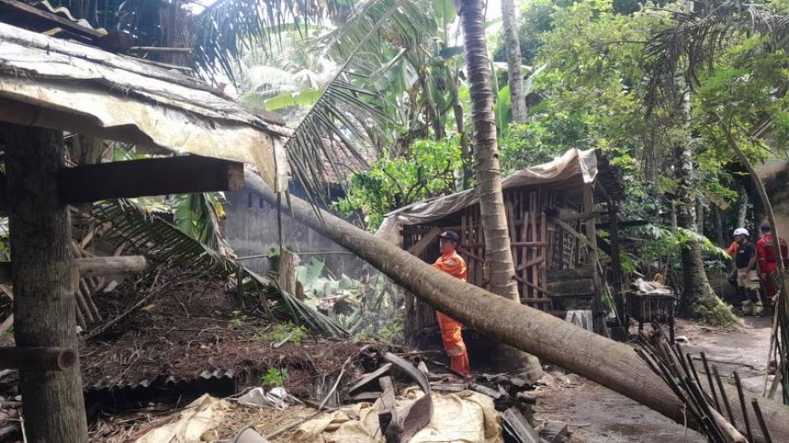 Sebelas Pohon Besar Tumbang Menimpa Rumah di Kebumen
