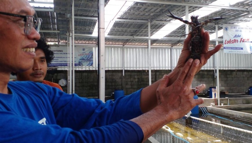 Budi Daya Lobster Air Tawar Menguntungkan, Upaya Baznas Bantul Menekan Kemiskinan