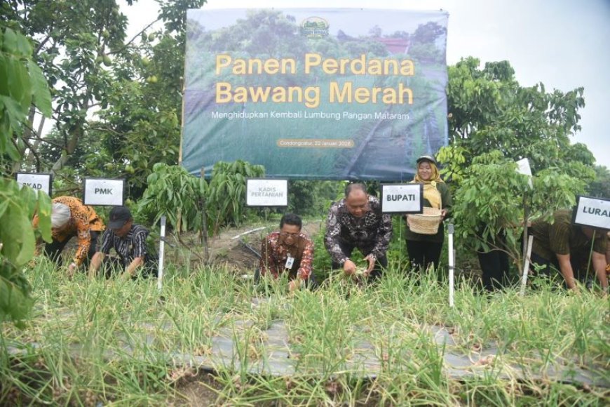 Warga Tiyasan Olah Lahan Kosong Jadi Kebun, Panen Bawang Merah