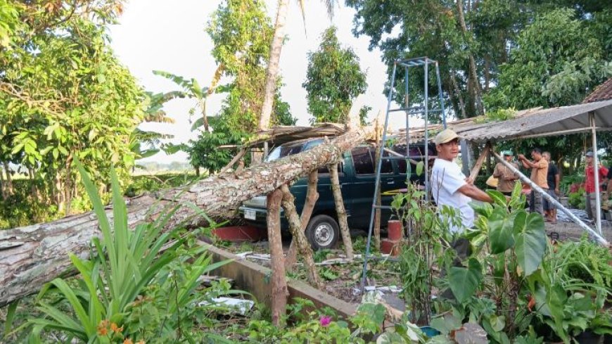 Angin Kencang di Kebumen Menumbangkan Puluhan Pohon