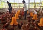 KWT Tangguh Dusun Kadipiro Sleman Beternak Ayam Petelur, Tanpa Kandang
