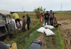 Bulog Magelang Jemput Bola Serap Gabah Petani
