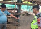 Di Kebumen Petir Sambar Kandang, Seekor Sapi Mati