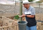 Kisah Sukses Abdullah Pemilik Wardhana Farm, Awalnya Cegah Banjir Kini Meraup Puluhan Juta