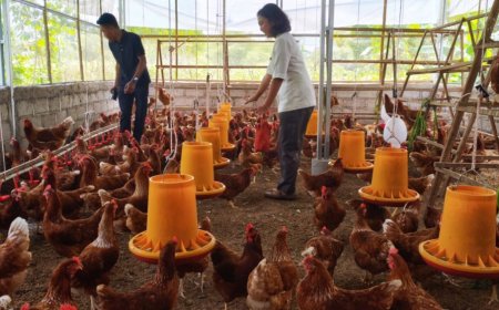 KWT Tangguh Dusun Kadipiro Sleman Beternak Ayam Petelur, Tanpa Kandang