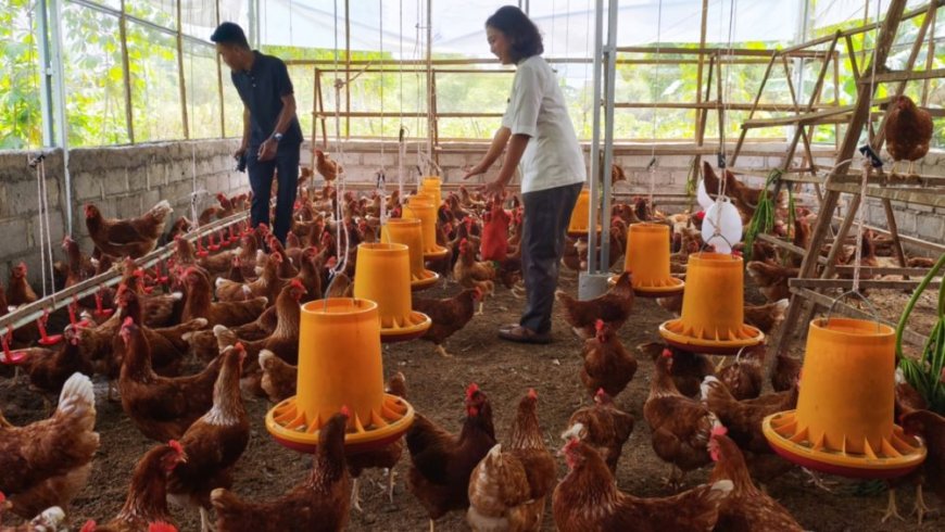 KWT Tangguh Dusun Kadipiro Sleman Beternak Ayam Petelur, Tanpa Kandang